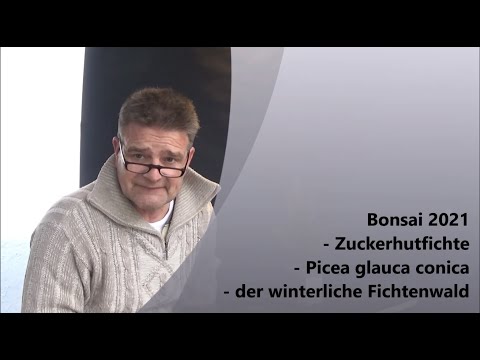 Bonsai 2021-53 - Dwarf Alberta Spruce - Picea glauca conica - the winter spruce forest