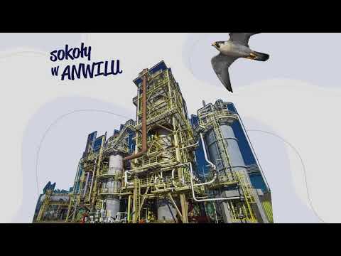 Sokół wędrowny w ANWILu - 2022