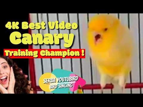 Your Canary  Will Sing Immediately - Best For Training