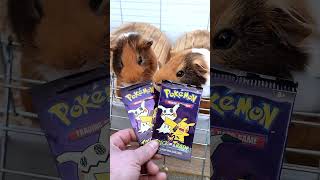 Morčata NEUVĚŘITELNĚ hádají Pokémon kartu!🔥