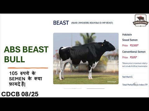 ABS Beast Imported genomic tested bull | How much milk will its heifers give? Let's check