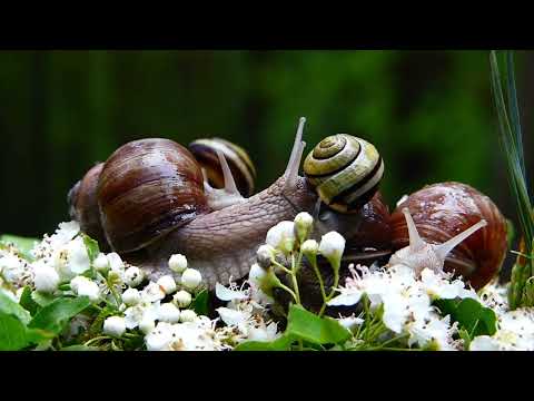 Top 20 Species of Snails || Snail videos in 4K || Most Beautiful Snails in the World