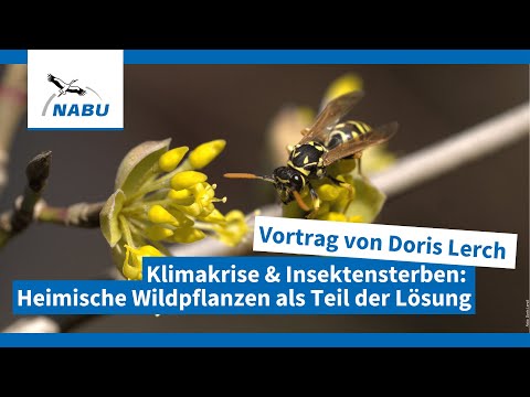 Mit Wildpflanzen der Klima- und Biodiversitätskrise trotzen | Online-Vortrag