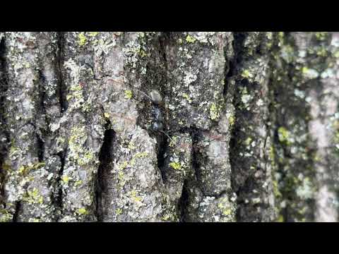 So Many Carpenter Ants Nesting in This Tree...