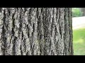 So Many Carpenter Ants Nesting in This Tree in West Windsor, NJ