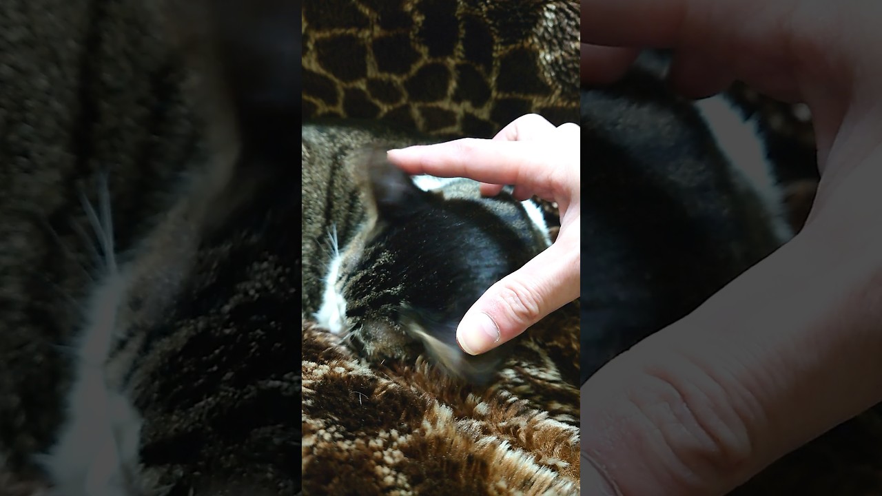 猫の耳裏の産毛に触れてピクピクさせるだけの動画 #Shorts