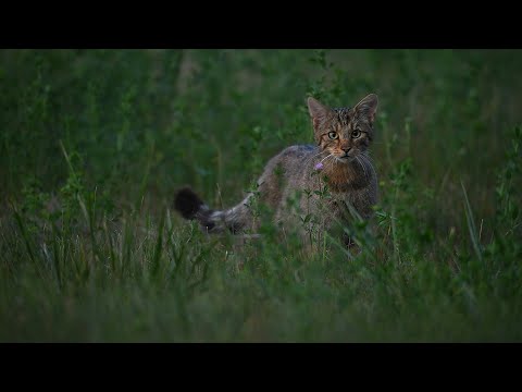 A bennünk élő Börzsöny