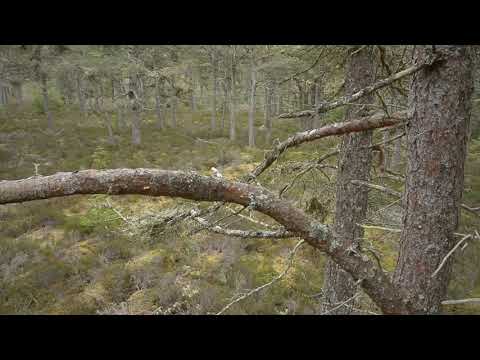 Red squirrel (Sciurus vulgaris) leaping between Scots pine trees and running along branch, Scotland