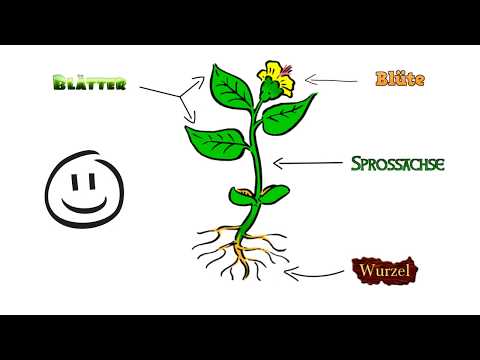 Grundorgane der Blütenpflanzen | TorFuchs