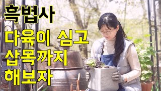 흑법사 다육이 심고 삽목까지 해보자 Succulents