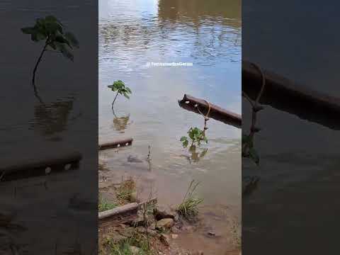 Ponte Rodoferroviaria e Rotunda de Ribeirão Vermelho