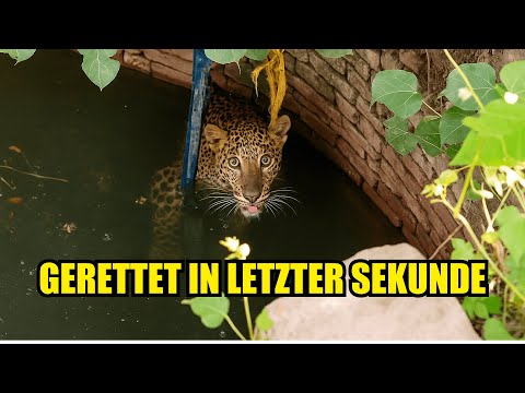 Spektakuläre Wildtier-Rettungen – Unglaubliche Tierrettung in Not