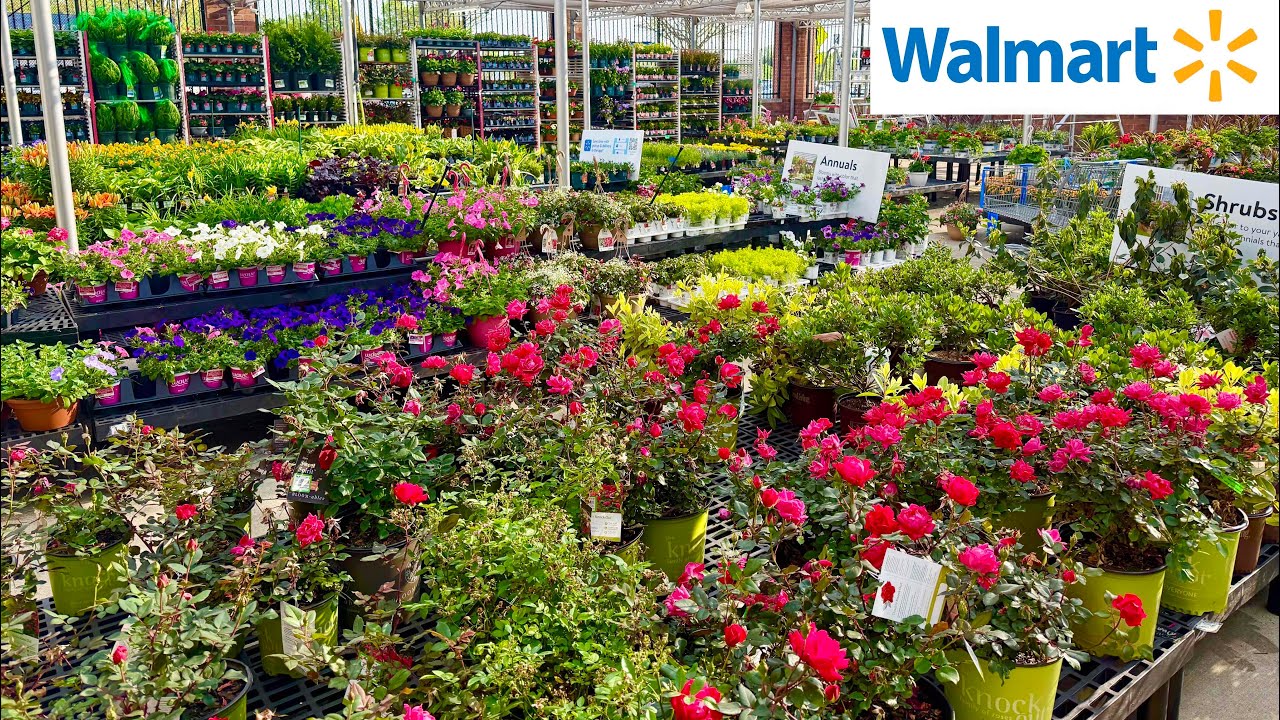 Walmart Garden Early summer Tropicals - Perennials - Flower Annual - Fern - Rose - Vines - Hydrangea