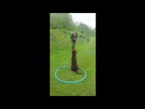 Gundog foundation training with Howard Kirby