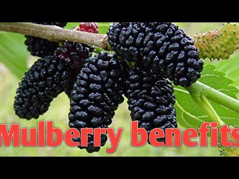 Very sweet mulberry fruits tips.💖💖💖💖💖💖💖💖💖💖💖💖