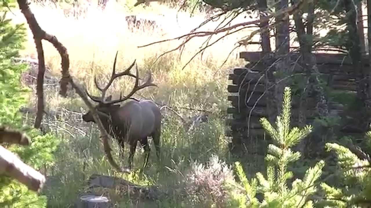 Wyoming Archery Elk Success
