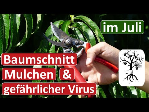 Obstgarten im Juli - Belichtungsschnitt, Mulchen und Sharka Virus