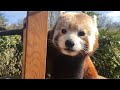 🔴 LIVE at the ZOO: Red Pandas!