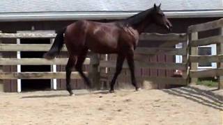 preview picture of video 'SOLD: Prettiest Chip Yet 2008 filly 8 14 09'