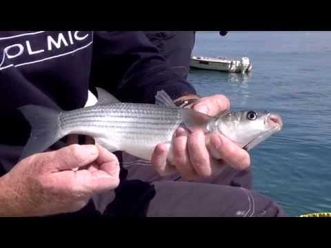 Italian Fishing TV - Colmic - Mullet with Bolognese Rod