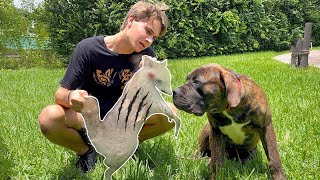 MY DOGS KILLED THE BEAST !