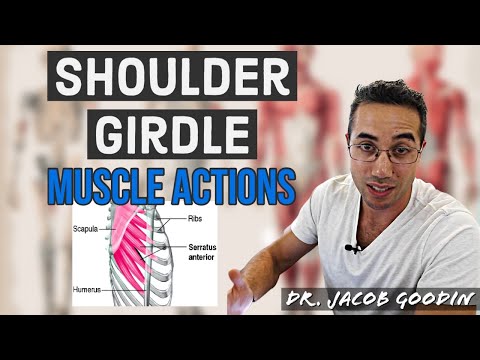 Shoulder Girdle Anatomy: Muscle Actions