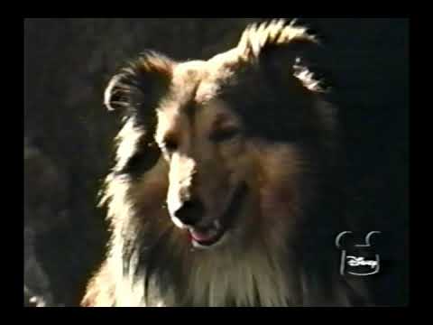 Disney's "The Little Shepherd Dog of Catalina" Season 19 Ep 17
