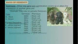 Genetics Part 2: Variations on Mendel's Themes