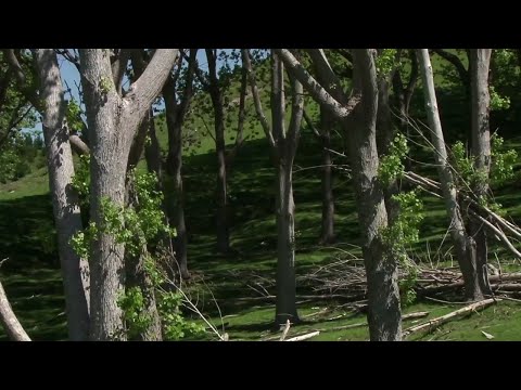 New Zealand poplar farm milling - assessing trees