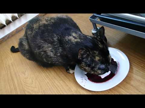 Kitten likes blueberry juice