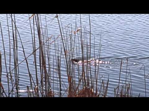 Ondatra pižmová (Ondatra zibethicus) — pláva vo vode