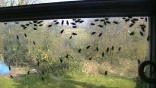 Cluster Flys
