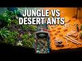 2 Ant Colonies Meet After 100 Days 1 000 Jungle Ants Vs 1 000 Desert Ants War