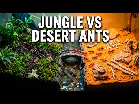 100日後に出会った2つのアリのコロニー（ジャングルアリ1000匹 vs 砂漠アリ1000匹戦争） (2 Ant Colonies Meet After 100 Days (1,000 Jungle Ants vs 1,000 Desert Ants War))