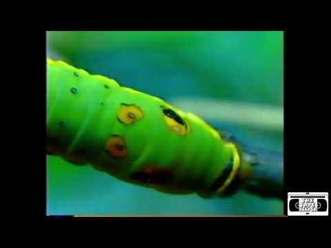 Sony Trinitron XBR2 Commercial - 1992