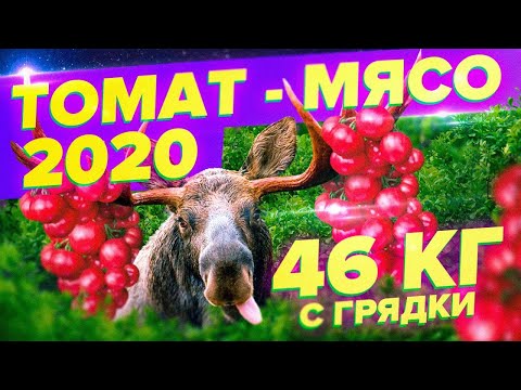 46 кг с грядки! Самый мясной томат 2020. Томат Лось