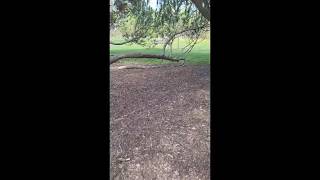 Higher and Higher 🐾 @carna4wholefoodnuggetsforp613  @fondazionecapellino  #rodstewart