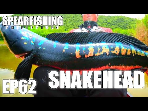 Fishing Philippines : EP62 - BIG SNAKEHEAD #spearfishing #spearfishingcatchandcook #buhayilog #catch