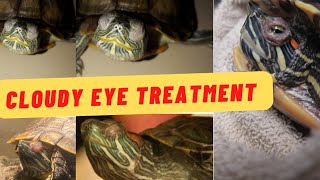 "Swellow Eye Infection Explained: Causes and Solutions"A Lifesaving Journey"turtle care