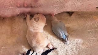 Download lagu Cutest baby animals - Videos Compilation Cute moment of the Animals 2022 - Cute kiki #1 mp3