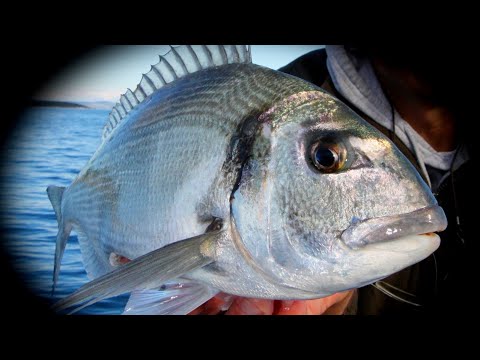 U ribolovu sa Markom Sikirićem svjetskim prvakom iz usidrenog plovila - perfekcija kančanice