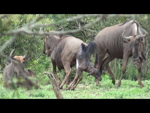 Live WILD BIRTH caught on camera!