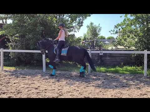 Stal Okkema's Pjotter - Wikke x Time - Gelding - 2013