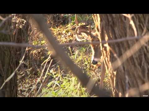 Headhunter's TV - Headhunting Wisconsin