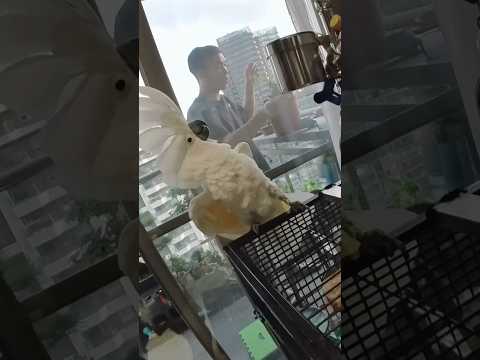 傘巴啵啵的鯊魚寶寶之舞 Parrot Bobo enjoying Baby Shark dance #cacatuaalba #funnyparrot #parrotdancing