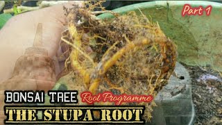 Download lagu Bonsai Tree Root Programme The Stupa Root #bonsaitreeforbeginners #tree @therisingofroninbonsai mp3