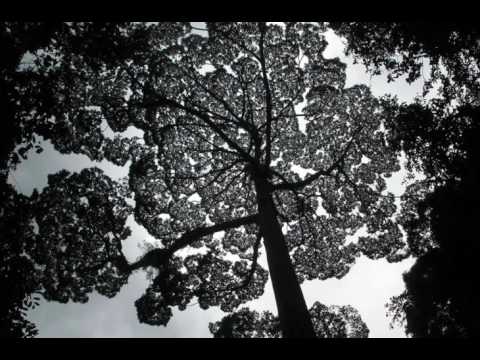 Earthcast SOS - Tallest Tropical Trees Found in Borneo