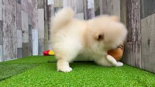 ポメラニアンの動画01