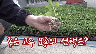 고추묘종의 선택!! 꽃이 핀? 고추가 달려있는? 묘종이 좋은 것 일까??
