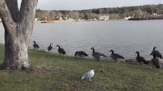 preview picture of video 'Meredith NH | Lake Winnipesaukee video by Monika McGillicuddy'